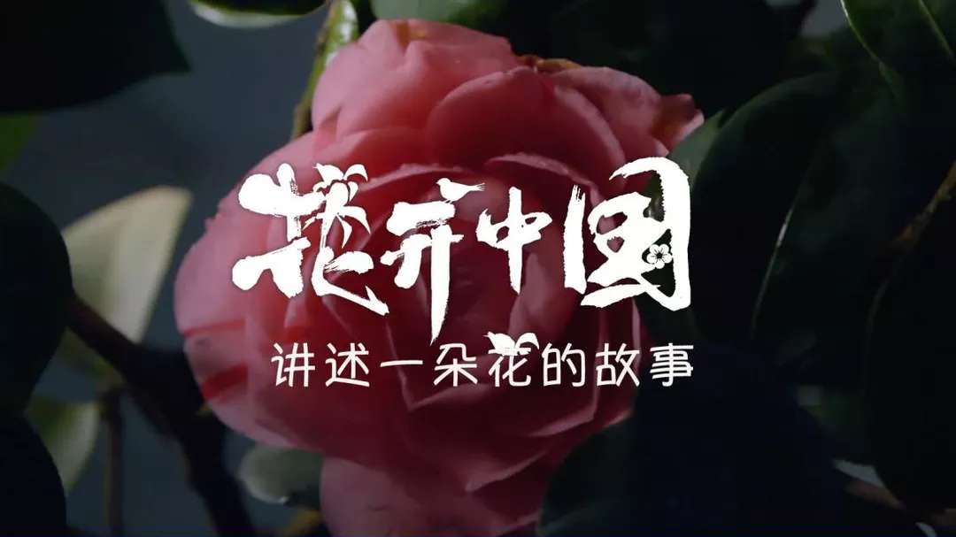 《花开中国》第一集：茶花