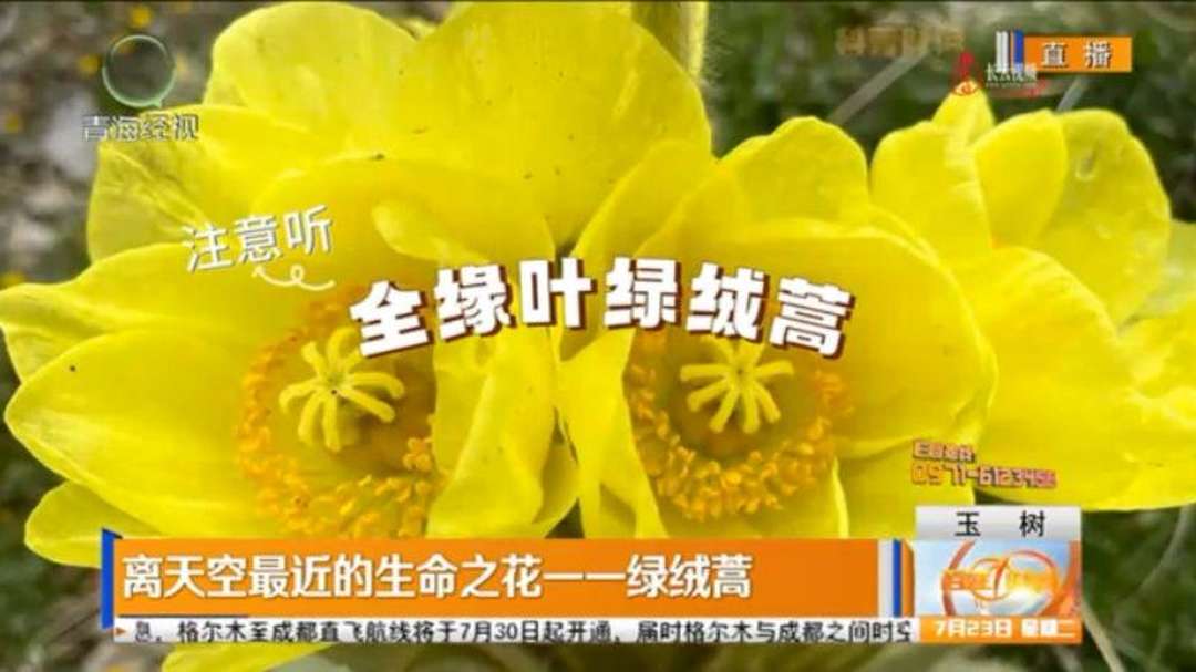 离天空最近的生命之花——绿绒蒿